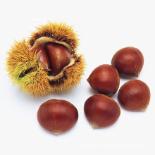 Quality Grade AA Fresh Chestnuts for sale